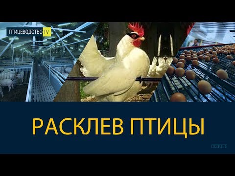 Видео: РАСКЛЕВ У КУР и другой птицы \\ Причины расклёва, как бороться и чем лечить