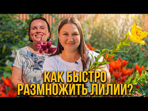 Видео: Как быстро размножить лилии?