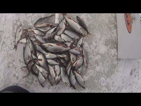 Видео: ЗИМНЯЯ РЫБАЛКА.ПЛОТВА ПО ПЕРВОМУ ЛЬДУ.ГДЕ ИСКАТЬ.КАК ЛОВИТЬ.СНАСТИ.ТАКТИКА ЛОВЛИ