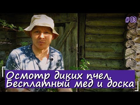 Видео: Осмотр заброшенных диких пчел. Бесплатный мед. Вожу доску на ГАЗ 69.