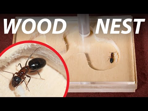 Видео: Сделайте деревянное муравейник | Уход за муравьями 101
