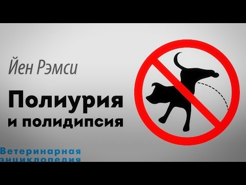 Видео: Полиурия и полидипсия. Polyuria / Polydipsia