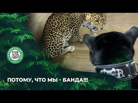 Видео: Потому, что мы - банда!!!!