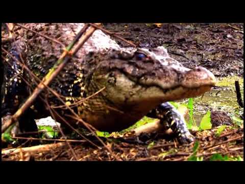 Видео: Жаныбарлар дуйносу Амазонка жырткычтары