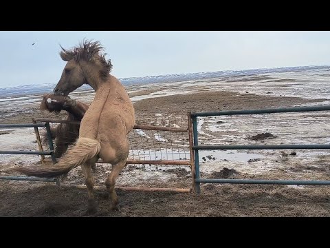 Видео: Құлагердің үйірін далаға жібердік