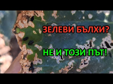 Видео: Как разказах играта на бълхата! / Tony's permaculture gardening