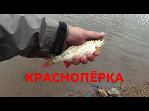 Видео: #444 #мормышинг | Мормо красноперка |