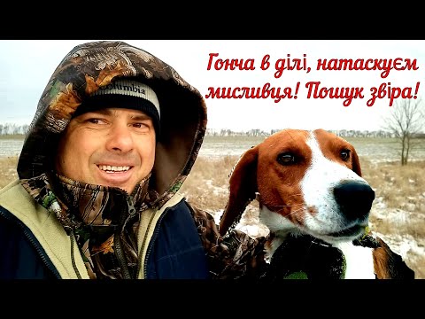 Видео: Естонська гонча в ділі. Пошук звіра з мисливською собакою