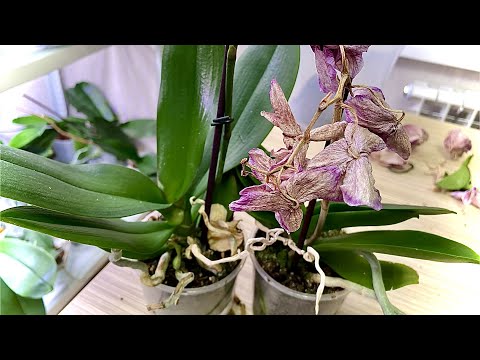 Видео: ЭТИ ОРХИДЕИ НУЖНО ПРАВИЛЬНО ПОЛИВАТЬ и можно не пересаживать /  корней у орхидеи НЕТ и желтит лист