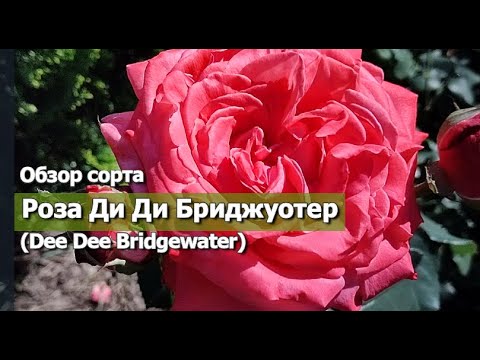 Видео: РОЗА ДИ ДИ БРИДЖУОТЕР | Обзор сорта: Роза Ди Ди Бриджуотер (Dee Dee Bridgewater)