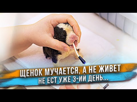 Видео: Черно-белый щенок не хочет жить! Станет ли Тигра хорошей мамой? Ждем роды у Вивы.