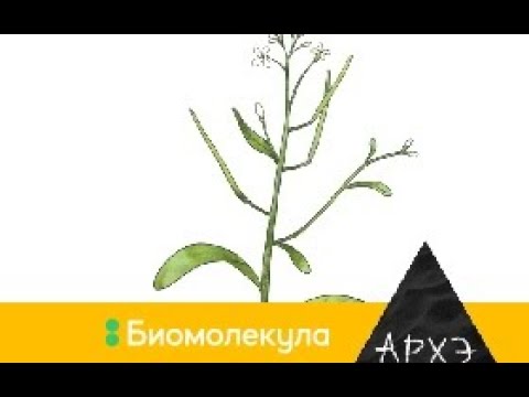 Видео: Владимир Чуб: "В бой идут одни сорняки"