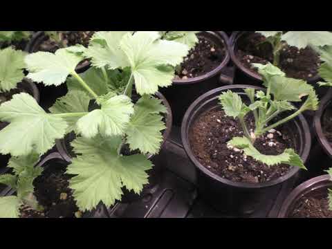 Видео: Формирование черенков королевской пеларгонии