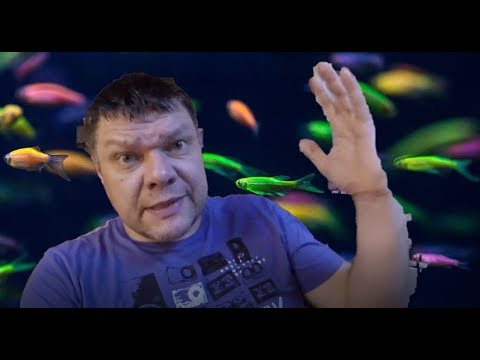 Видео: Данио гло. Разведение.