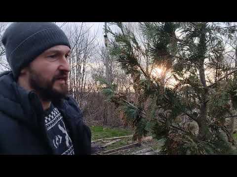 Видео: Туя, можжевельник, кипарисовик - что общего и в чем разница. Начало обзора