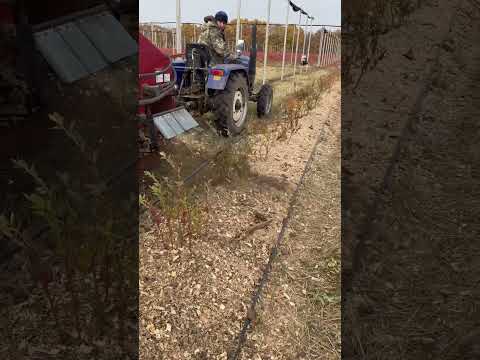 Видео: Мульчируем опилкой молодые посадки голубики в два прохода.