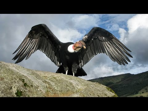 Видео: Самые большие птицы на планете! Пернатые гиганты...