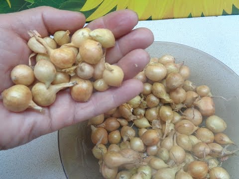 Видео: Пора посадить лук под зиму!