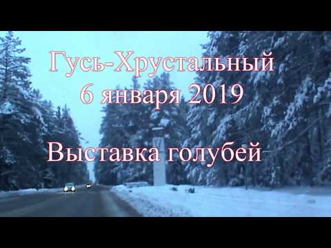 Видео: Выставка голубей. Гусь-Хрустальный...