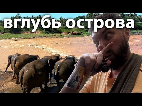 Видео: По Шри Ланке на тук-туке. Слоновий питомник Пиннавала