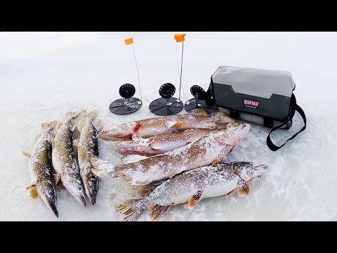 Видео: САМЫЙ ЛУЧШИЙ ЖИВЕЦ В ДЕЛЕ! Вот это отрыв по поклёвкам! ЩУКИ ЗАЖИГАЮТ