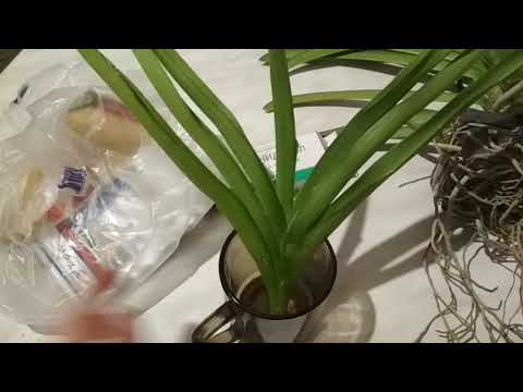 Видео: Я вылечила Ванду! Победа над вирусом!Первый корень! Ура!!!