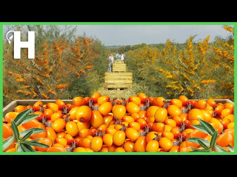 Видео: Выращивание и сбор облепихи [Жидкое золото] — Как обработать облепиху @happyfarm85