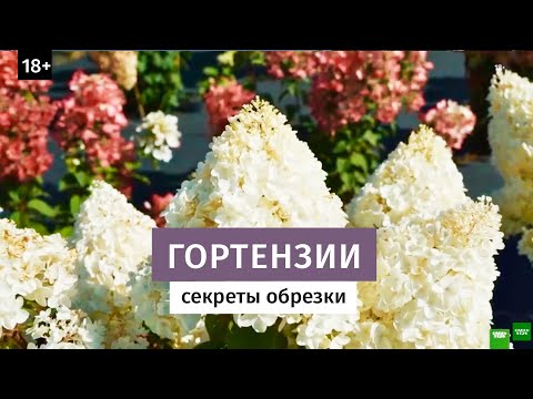 Видео: Обрезка гортензий. Цветение гортензии.