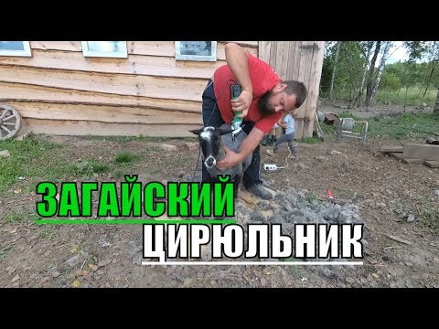 Видео: СТРИЖКА РОМАНОВСКИХ ОВЕЦ МАШИНКОЙ Scherer Prima 500