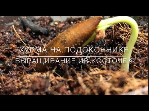 Видео: 🧡 Хурма На Подоконнике  / Выращивание Из Косточек
