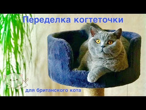 Видео: СМЕШНОЙ Гарри. Делаем  КОГТЕТОЧКУ для британского кота. / Big british cat and his hous
