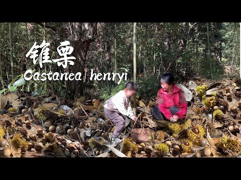 Видео: Бабушка повела внука собирать каштаны и приготовила из них традиционное лакомство.