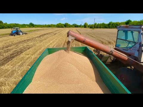 Видео: Жнива 2022 розпочато,пшениця сипе неймовірно, Газік репнув