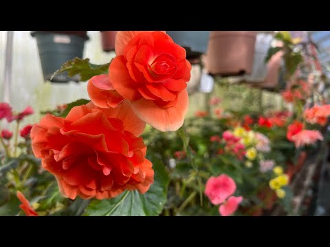 Видео: Болмо гулдору. № 1 болум.Биздин куносканадан кузгу видео обзор . Жаны жылдык арзандатуу 🎄🌹28.11.24.