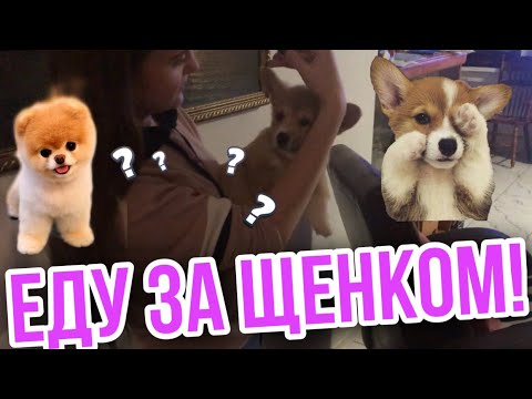 Видео: VLOG:ЕДУ ЗА ЩЕНКОМ! ВЫБИРАЮ ЩЕНКА!
