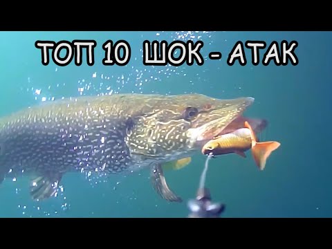 Видео: ТОП 10 САМЫЕ ЗРЕЛИЩНЫЕ и ШОКИРУЮЩИЕ АТАКИ ЩУКИ и СУДАКОВ. Подводная съемка