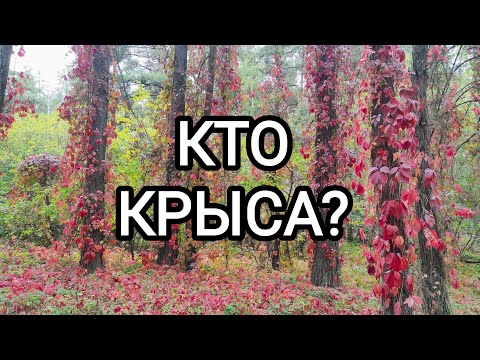 Видео: 🍀без камней🍀КТО КРЫСА??? 