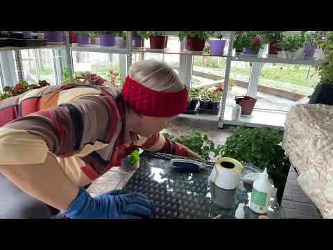 Видео: Пеларгонии и не только. Обрезка, пересадка, уменьшение объема, работы много не бывает 😊😊🌺🌺