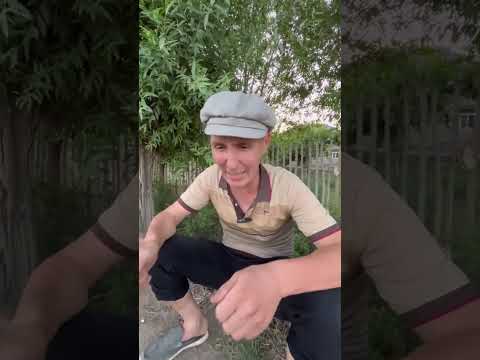 Видео: "Шабашниклер"