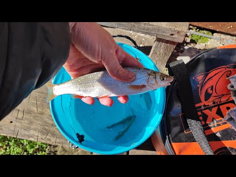 Видео: Рыбалка на реке Пшиш в ноябре! Что это за рыба?