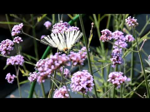 Видео: Вербена буэнос айресская