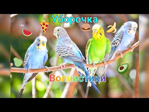 Видео: Уборочка у волнистых попугаев 🐦🐦🐦