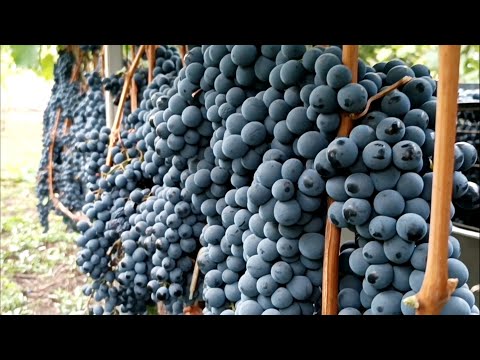 Видео: Виноробство 25. Ч. 7: Лівадійський чорний, початок