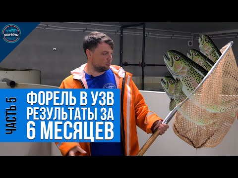 Видео: Форель в УЗВ результаты за 6 месяцев. Часть 5