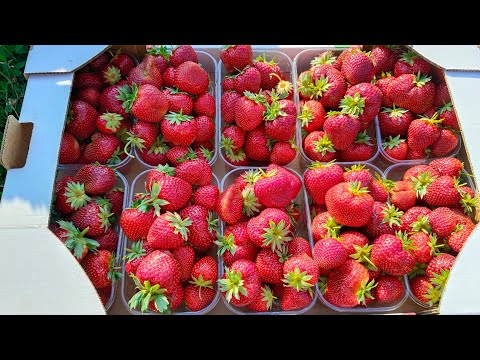 Видео: Один из поздних сортов клубники Мальвина, продолжаю сбор