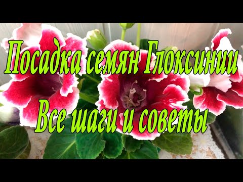Видео: Посев семян Глоксиний ОТ А ДО Я. 1 часть