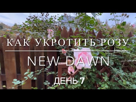 Видео: День №7 - хроника подготовки сада к зиме. 13 октября 2024 г.