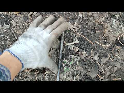 Видео: КПЄ 3.8 як альтернатива оранці, 07.11.21