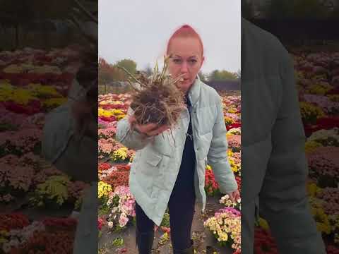 Видео: Заказы на корни мультифлоры принимаю до конца месяца,телефон в шапке профиля #хризантема #цветы