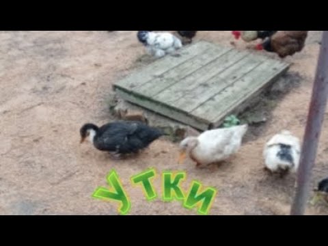 Видео: Утки. Уборка во дворе.